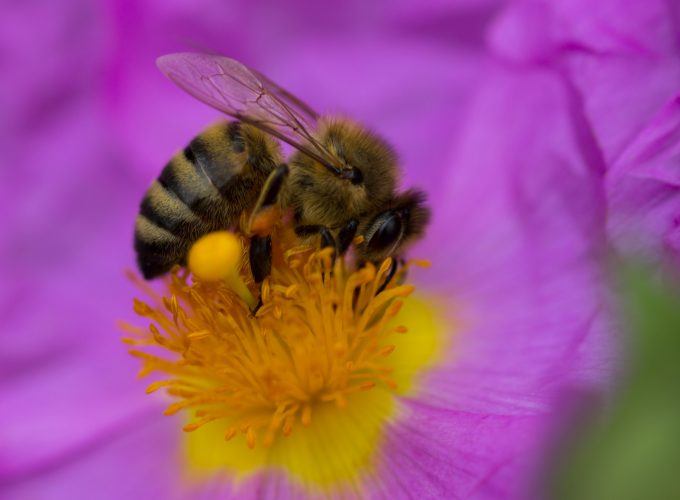Wallpaper bee, purple, flower, yellow, insects, Animals 3116712135